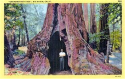 Big Basin, California Postcard