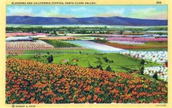 Blossoms and California Poppies, Santa Clara Valley Postcard