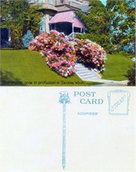 Postcard of Hydrangeas growing profusely in Tacoma, Washington