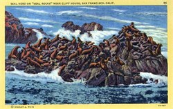 Seal Heard on "Seal Rocks" near Cliff House - San Francisco, California