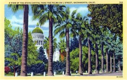 A View of the State Capitol Thru the Palms - Sacramento, California