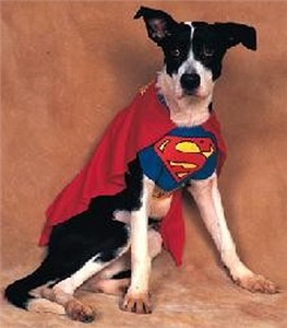 Dog Superman Costume